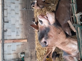 [FERME CAPRINE TRANSFO FROMAGERE A REPRENDRE]