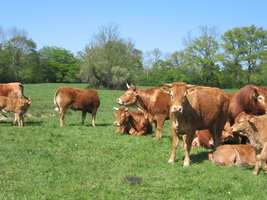 Résilience des fermes en Agriculture Paysanne