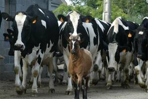 Visites collectives de ferme à transmettre