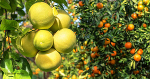 Agrumiculture