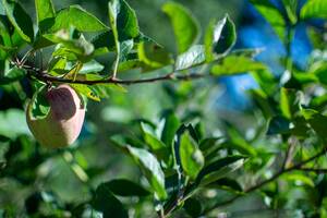 Le diagnostic agriculture paysanne