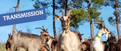 TRANSMISSION | Ferme en élevage caprin et transformation fromagère en agriculture biologique | 22 ha