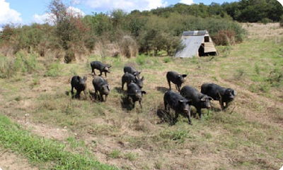 Cherche repreneur.euse ferme porc Gascon plein air à Vaour 