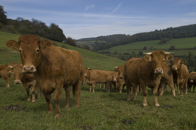 Faire un stage pratique court dans des fermes du réseau