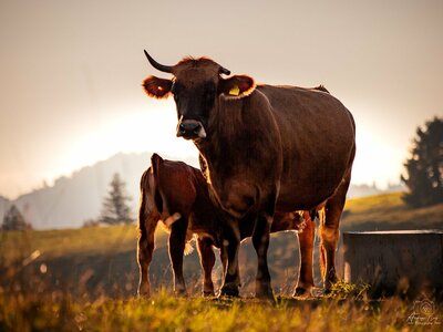 Promouvoir l'Agriculture paysanne