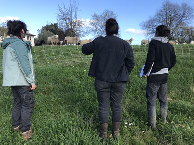  rencontre 17 nov : Construire et affiner son calendrier de pâturage