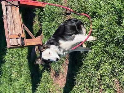 Vivea ne finance plus les formations chien de troupeaux