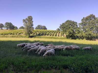 Des brebis dans les vignes : récit d’une installation collective au Domaine de Maillac