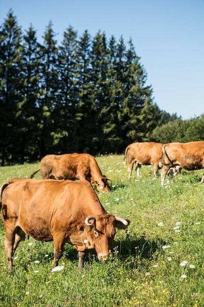 Exploitation en fermage sur Bouisset Lasfaillades