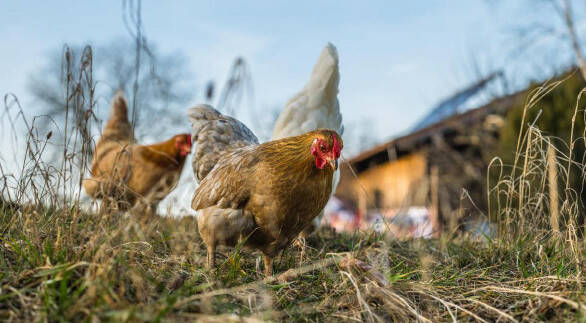 Fiche trajectoire 4 - Poules pondeuses et maraichage en plaine gardoise