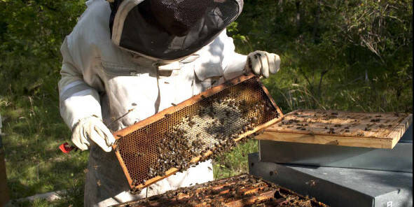 Fiche trajectoire 5 - Apiculture et castanéiculture en Cévennes