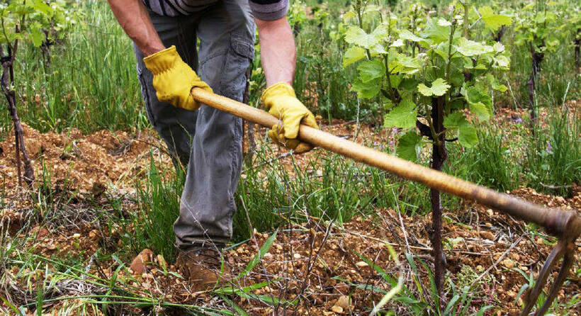 Fiche trajectoire 6 - Viticulture dans les Costières