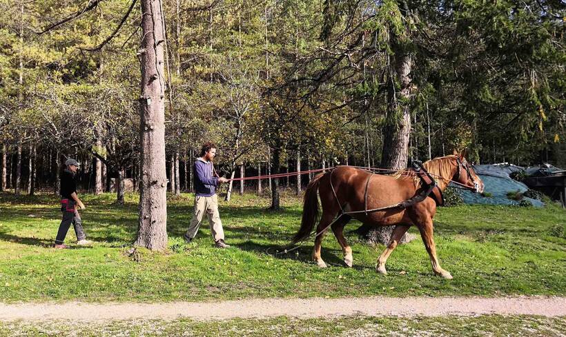 La traction animale avec l'ARDEAR 